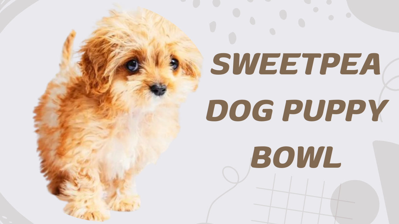 sweetpea dog puppy bowl